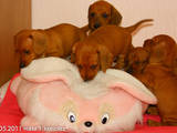 Собаки, щенята Гладкошерста мініатюрна такса, ціна 3600 Грн., Фото