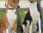 Собаки, щенки Басенджи, цена 10000 Грн., Фото