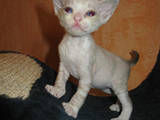 Кошки, котята Девон-рекс, цена 2500 Грн., Фото