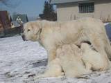 Собаки, щенки Пиренейская горная собака, цена 3500 Грн., Фото