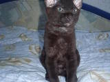 Кошки, котята Корниш-рекс, цена 1100 Грн., Фото