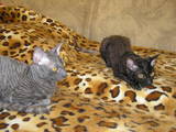 Кошки, котята Корниш-рекс, цена 1500 Грн., Фото