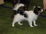 Собаки, щенята Папільон, ціна 600 Грн., Фото