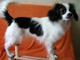 Собаки, щенята Папільон, ціна 600 Грн., Фото