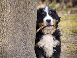 Собаки, щенята Гірський собака Берна, ціна 2 Грн., Фото