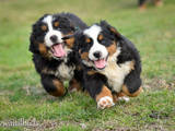 Собаки, щенки Бернская горная собака, цена 2 Грн., Фото