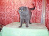 Кошки, котята Спаривание, цена 600 Грн., Фото
