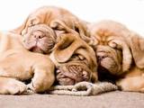 Собаки, щенки Бордосский дог, цена 2000 Грн., Фото
