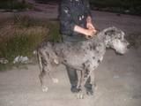 Собаки, щенята Німецький дог, ціна 100 Грн., Фото