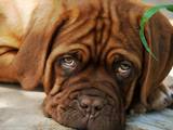 Собаки, щенята Бордоський дог, ціна 4000 Грн., Фото