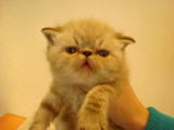 Кішки, кошенята Гімалайська, ціна 1500 Грн., Фото