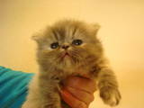 Кішки, кошенята Гімалайська, ціна 1500 Грн., Фото
