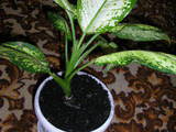 Домашні рослини Дифенбахія, ціна 30 Грн., Фото