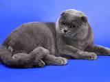 Кішки, кошенята Спаровування, ціна 700 Грн., Фото