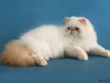 Кошки, котята Гималайская, цена 500 Грн., Фото