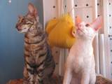 Кошки, котята Корниш-рекс, цена 3500 Грн., Фото
