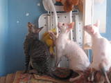 Кішки, кошенята Корніш-рекс, ціна 3500 Грн., Фото