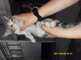 Кошки, котята Сиамская, цена 15 Грн., Фото