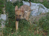 Собаки, щенки Бельгийская овчарка (Малинуа), цена 1 Грн., Фото