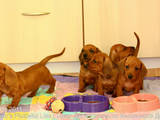 Собаки, щенята Гладкошерста мініатюрна такса, ціна 3600 Грн., Фото