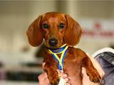 Собаки, щенки Гладкошерстная миниатюрная такса, цена 3600 Грн., Фото