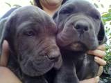 Собаки, щенки Мастино неаполетано, цена 3000 Грн., Фото