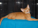 Кошки, котята Абиссинская, цена 7000 Грн., Фото