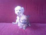 Собаки, щенята Папільон, Фото