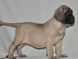 Собаки, щенята Англійська мастіф, ціна 10000 Грн., Фото