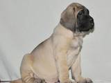 Собаки, щенята Англійська мастіф, ціна 10000 Грн., Фото