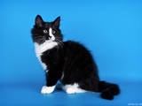 Кошки, котята Норвежская лесная, цена 9000 Грн., Фото