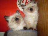 Кішки, кошенята Балінез, ціна 500 Грн., Фото