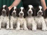 Собаки, щенки Английский спрингер спаниель, цена 8500 Грн., Фото