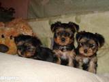 Собаки, щенки Ветеринарные услуги, цена 3500 Грн., Фото