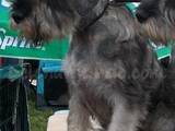 Собаки, щенята Міттельшнауцер, ціна 3500 Грн., Фото