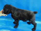 Собаки, щенки Черный терьер, цена 3500 Грн., Фото