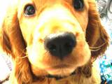Собаки, щенята Англійська Спрінгер спаніель, ціна 500 Грн., Фото