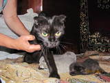 Кошки, котята Британская длинношёрстная, цена 250.30 Грн., Фото