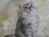 Кішки, кошенята Шиншила, ціна 800 Грн., Фото