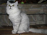 Кішки, кошенята Шиншила, ціна 800 Грн., Фото