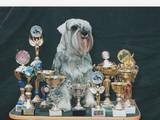 Собаки, щенята Цвергшнауцер, ціна 19900 Грн., Фото