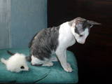 Кішки, кошенята Корніш-рекс, ціна 500 Грн., Фото