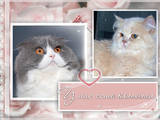 Кошки, котята Хайленд Фолд, цена 3200 Грн., Фото