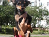 Собаки, щенки Русский длинношерстный тойтерьер, цена 2000 Грн., Фото