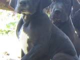 Собаки, щенки Немецкий дог, цена 4000 Грн., Фото