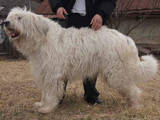 Собаки, щенки Южнорусская овчарка, цена 4000 Грн., Фото