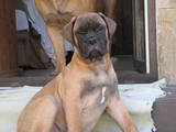 Собаки, щенята Бульмастиф, ціна 9000 Грн., Фото