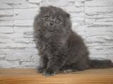 Кошки, котята Британская длинношёрстная, цена 1500 Грн., Фото