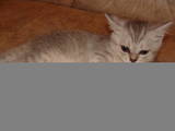 Кошки, котята Британская длинношёрстная, цена 1000 Грн., Фото