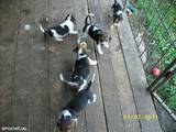 Собаки, щенята Ірландський тер'єр, ціна 500 Грн., Фото